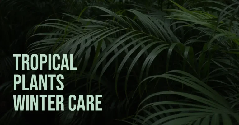 tropical-plants-winter-care