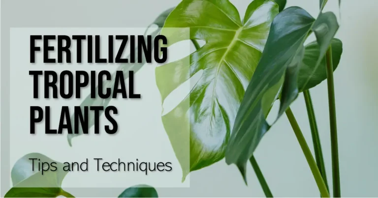 Fertilizing-Tropical-Plants