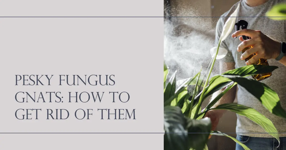 Fungus Gnats