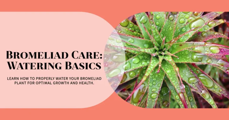 Watering Bromeliads