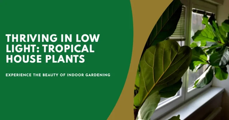 low light tropical plants