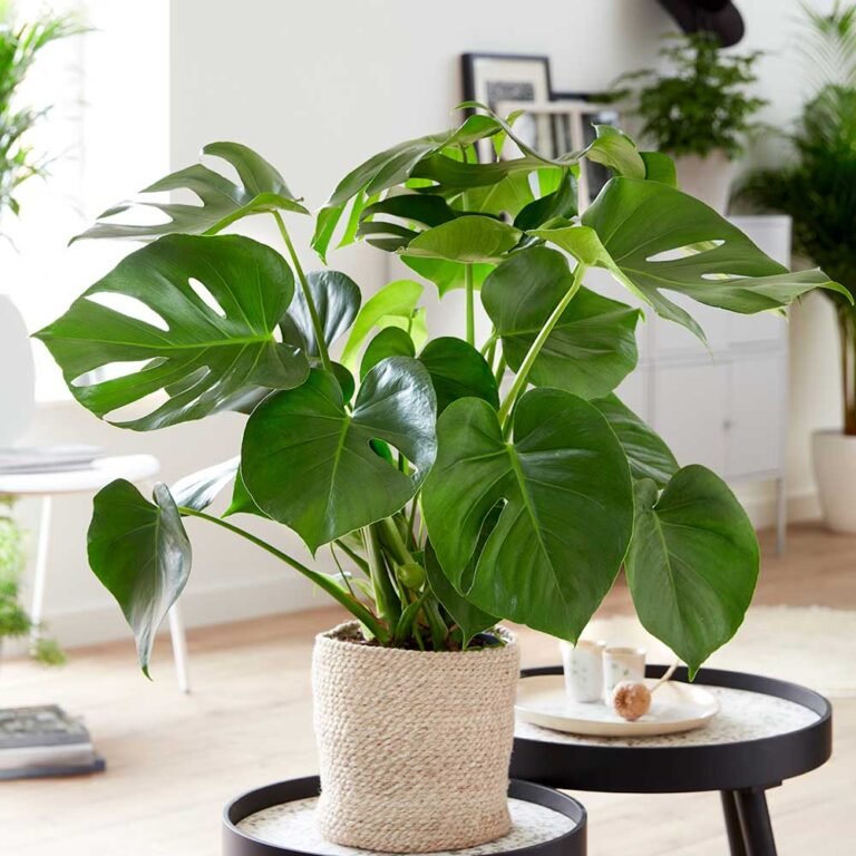 Monstera Deliciosa Care 