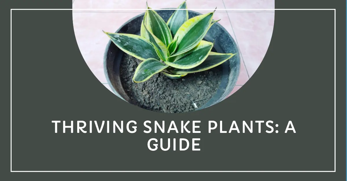 Ultimate Guide To Snake Plant Care: Tips For Thriving Plants