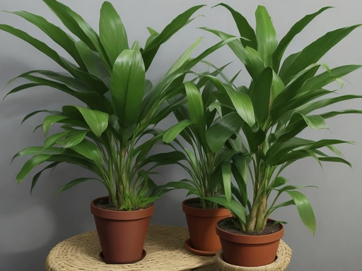 Dracaena Plant